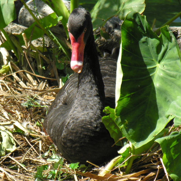 Black Swan incubating eggs on the nest