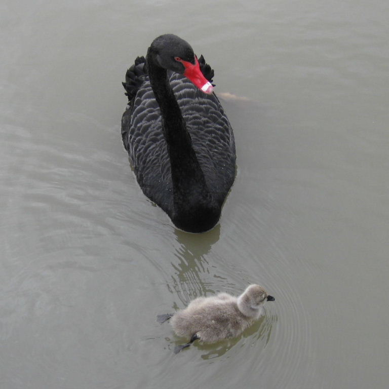 Black Swan with cygnet