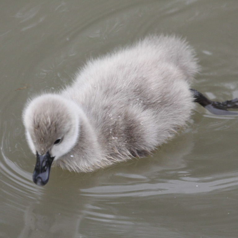Black Swan cygnet