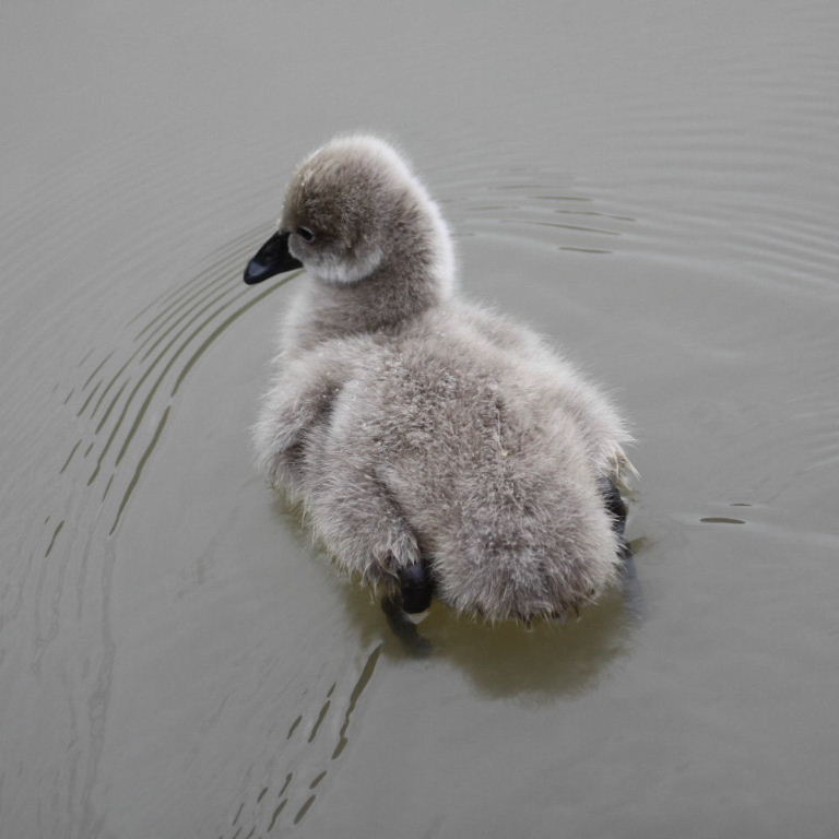 Black Swan cygnet