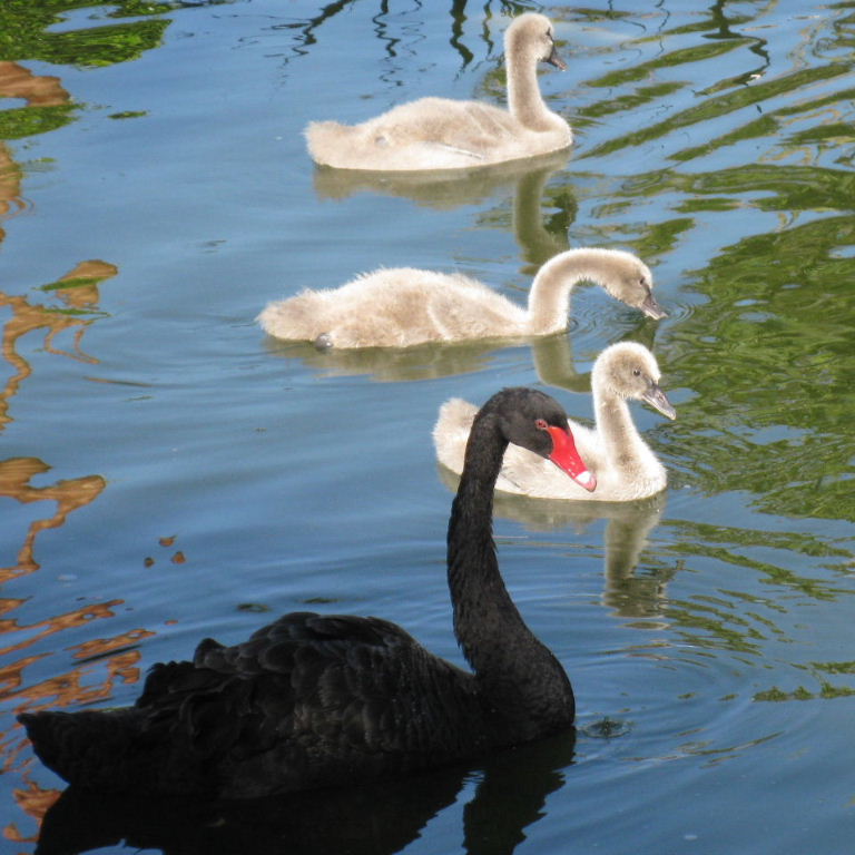 Black Swan cygnets