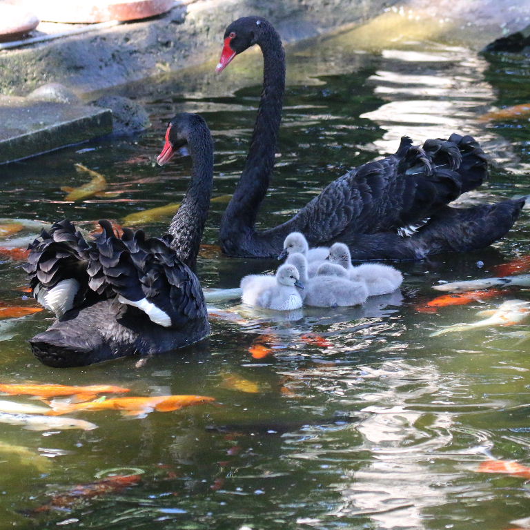 Black Swan cygnets