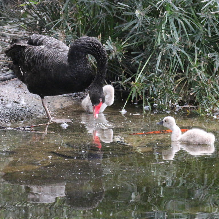 Black Swan cygnets