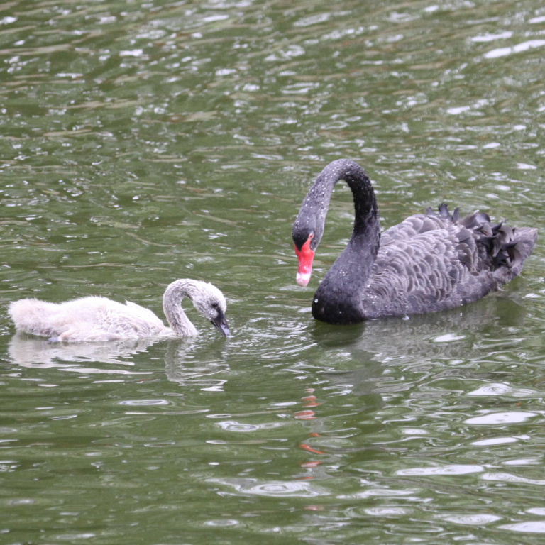 Black Swan with cygnets