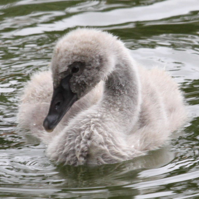 Black Swan cygnet