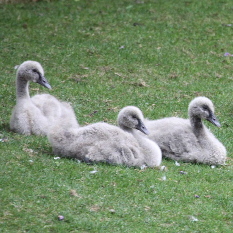 Black Swan cygnets