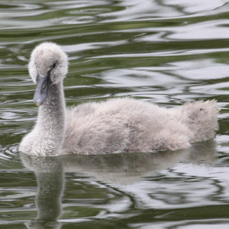 Black Swan cygnet