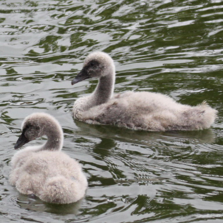 Black Swan cygnets