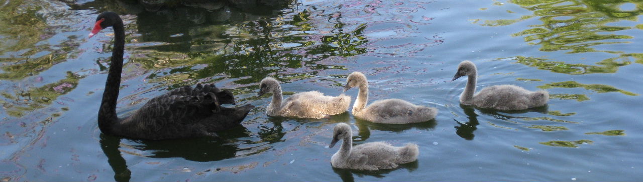 line of cygnets