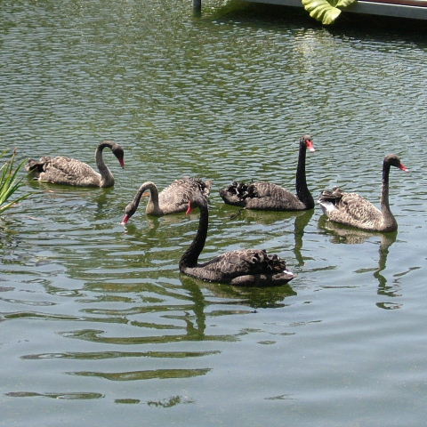 older cygnets