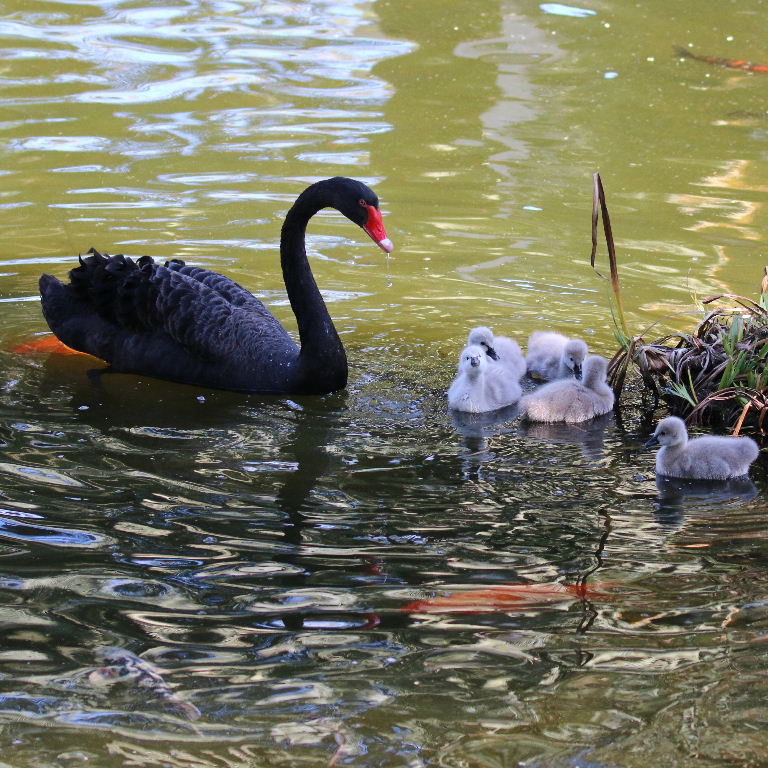 Black Swan with cygnets