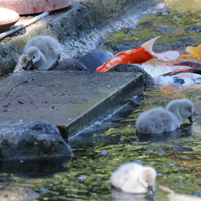 Black Swan cygnets with large fish