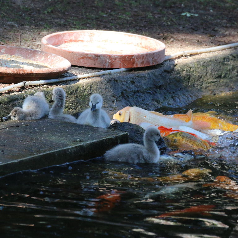 Black Swan cygnets with fish