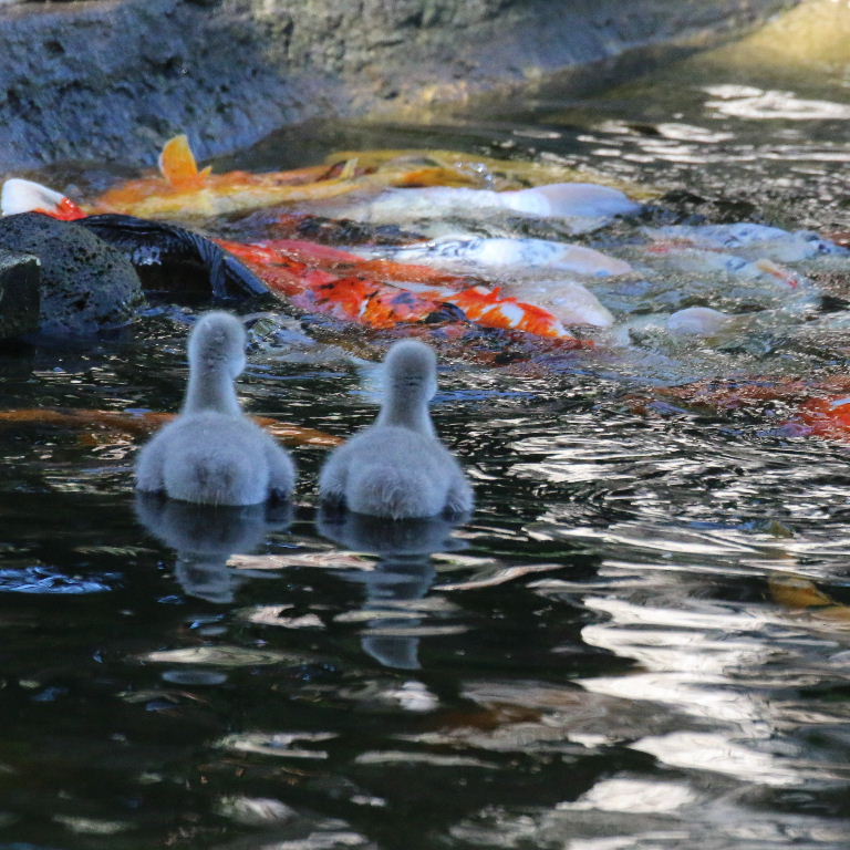 Black Swan cygnets with Koi carp