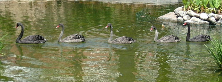Line of cygnets
