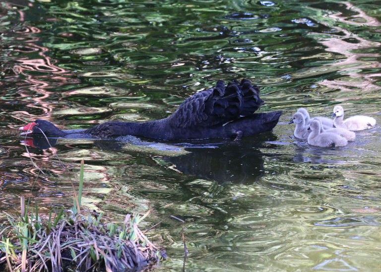 Black Swan cygnets