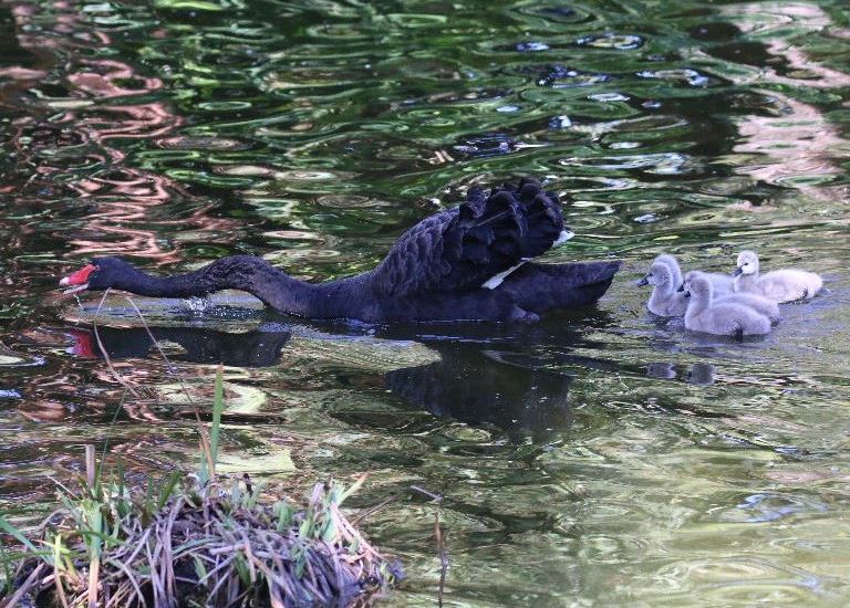 Black Swan cygnets