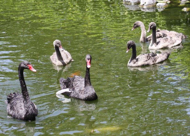 Black Swan juveniles
