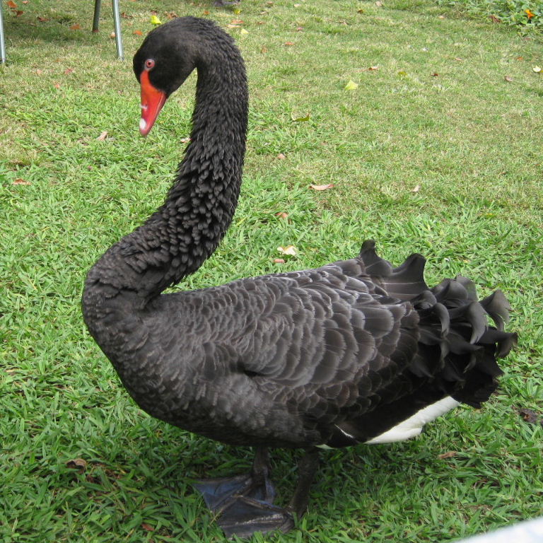 Black Swan