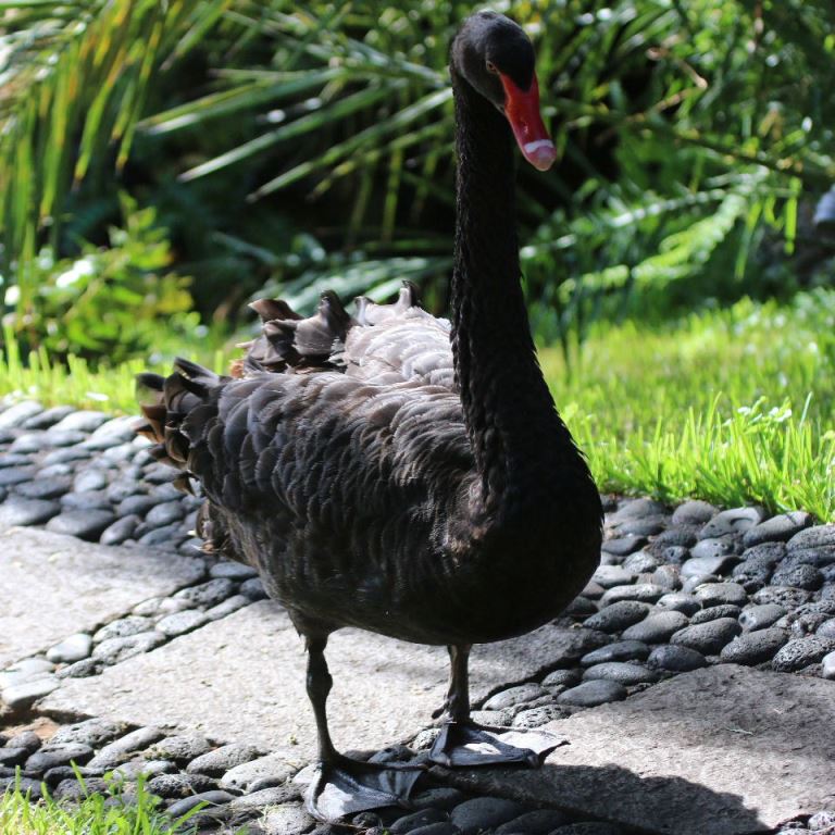 Black Swan