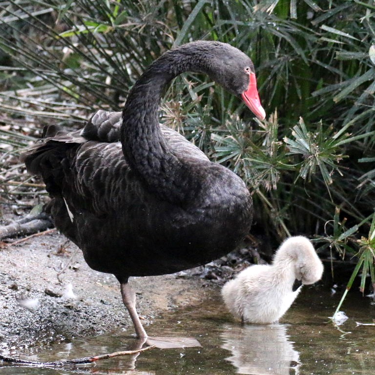 Swan with cygnet