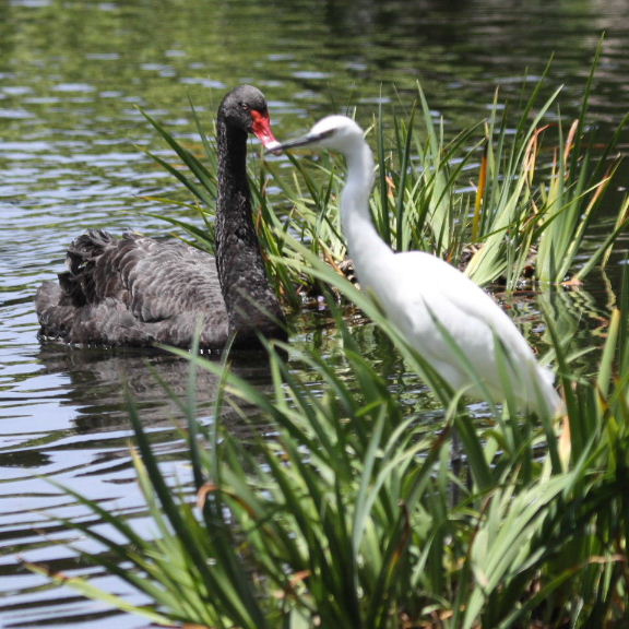 Swan and Egret