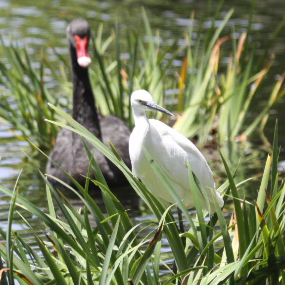 Black Swan and Little Egret