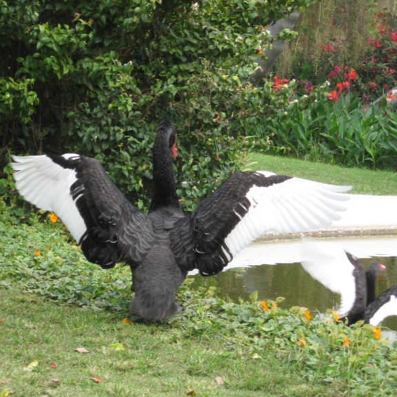 Getting in a flap
