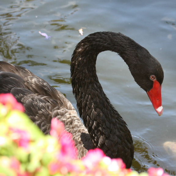 Black Swan head