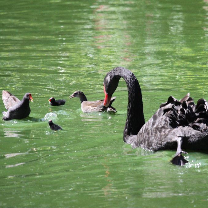 Black Swan and Moorhens squabbling