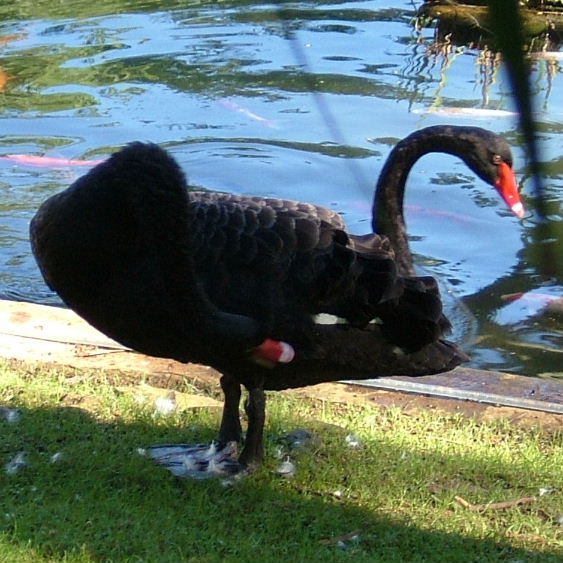 Push-me-pull-you Swan