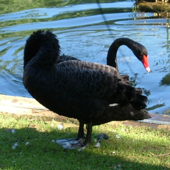 Long-necked Swan