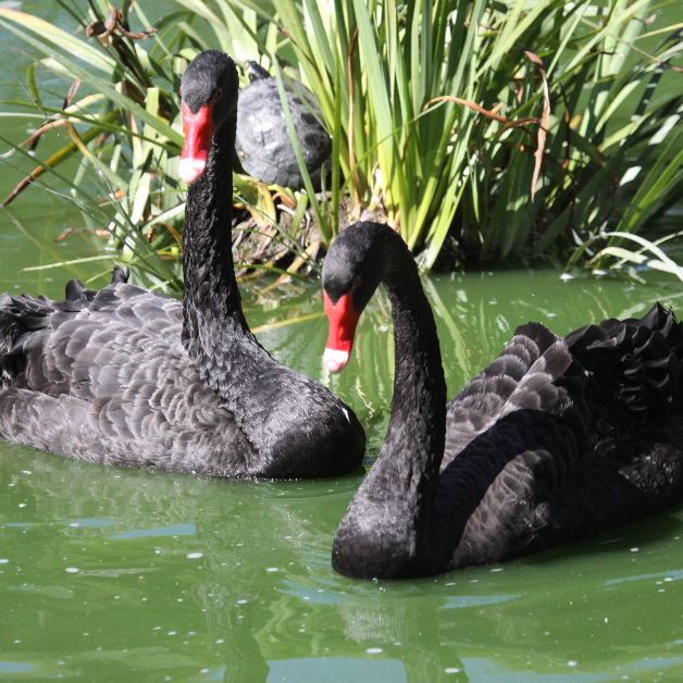 Swan pair