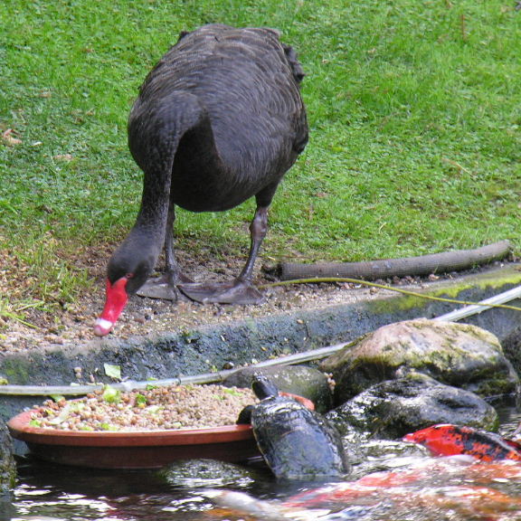 Swan shares meal with Terrapin