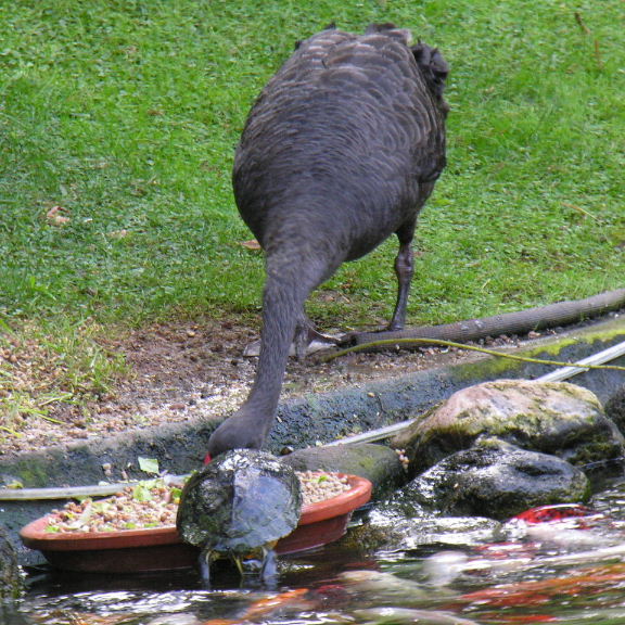 Swan sharing meal with Terrapin