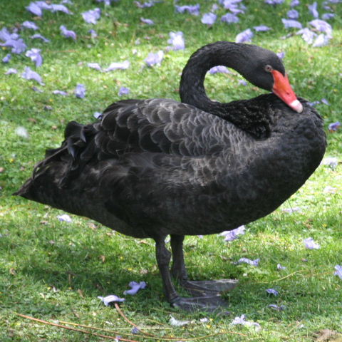Black Swan