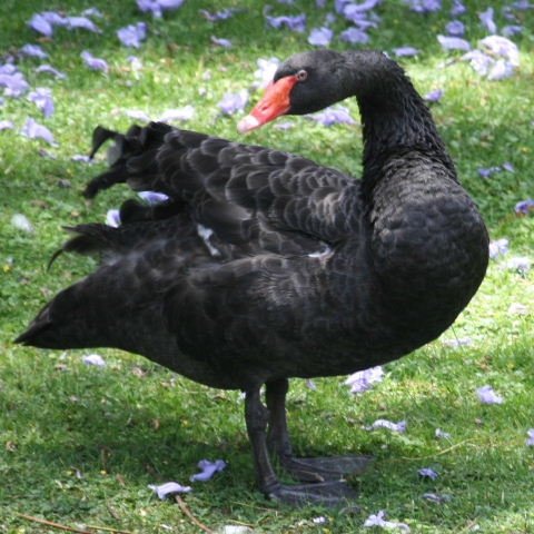 Yoga for swans