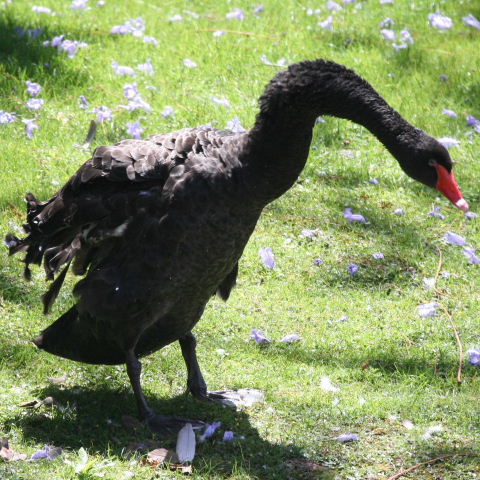 Yoga for swans
