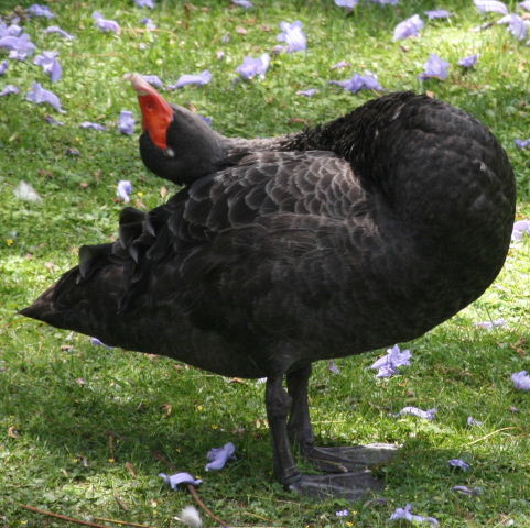 Black Swan doing yoga