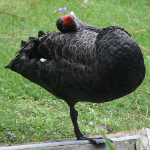 Yoga for swans