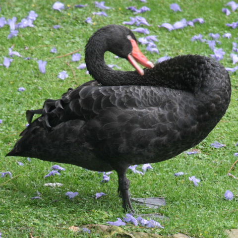 Preening