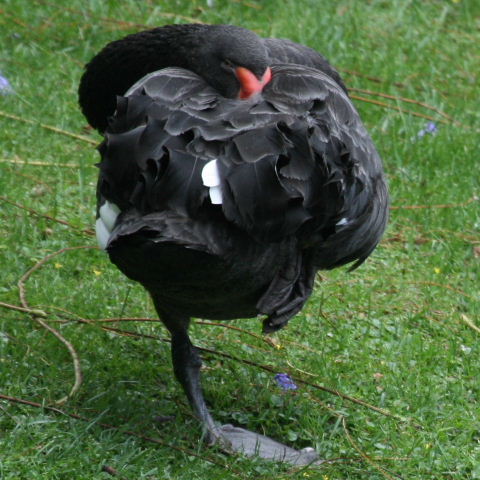Black swan doing yoga