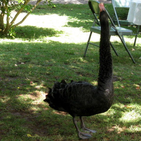 Swan singing