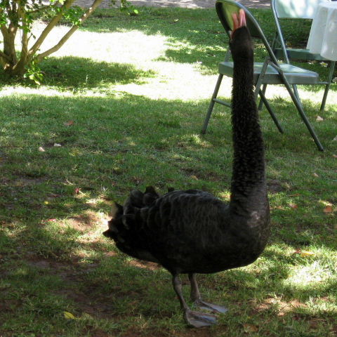 Swan song