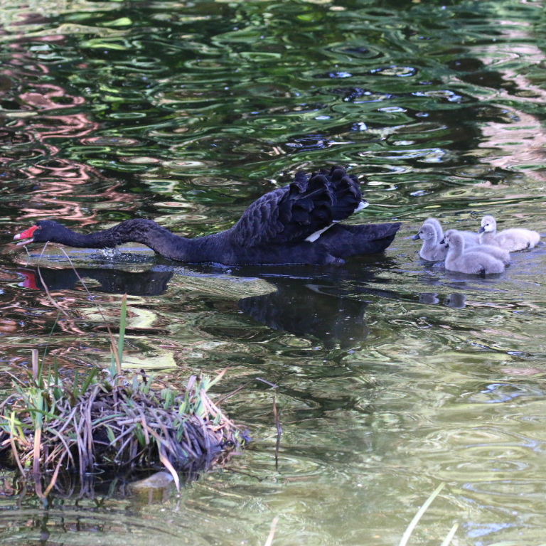 Teaching the swan song
