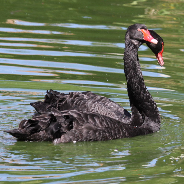 Black Swans courting