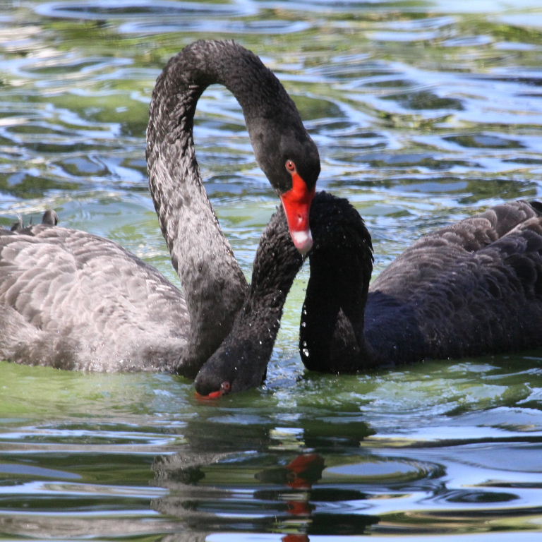Black Swans courting