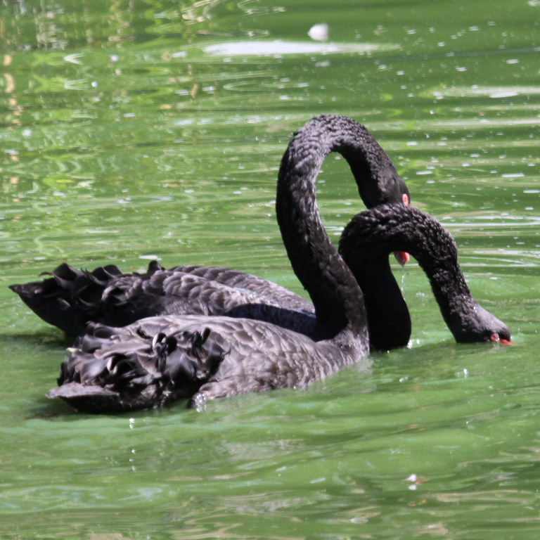 Black Swans courting