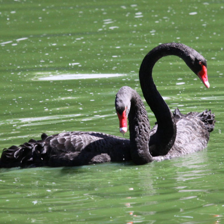 Black Swans courting