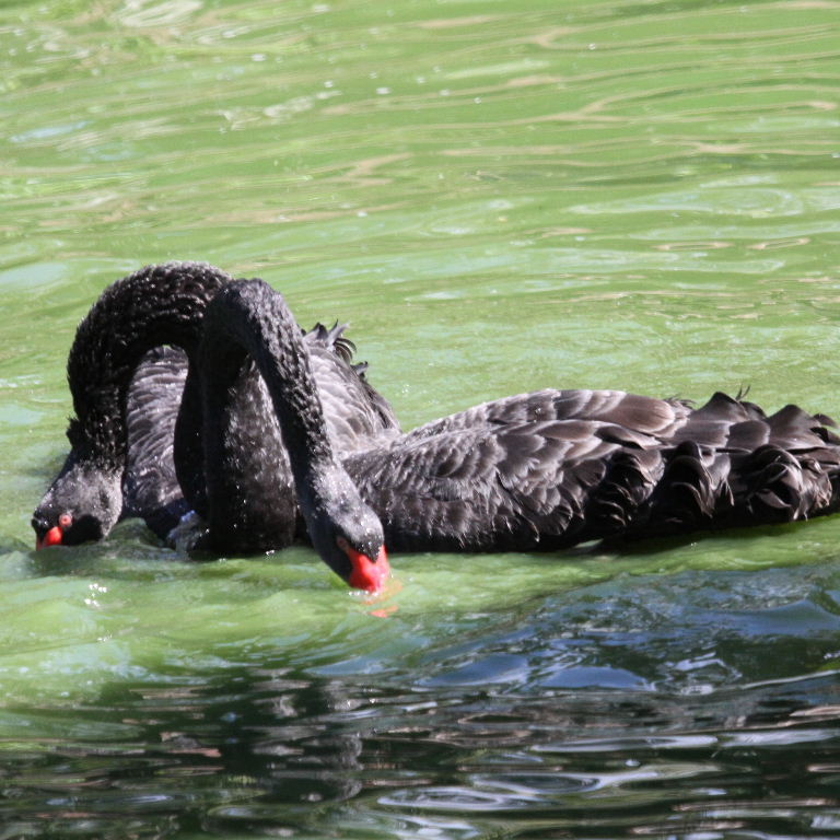 Black Swans courting